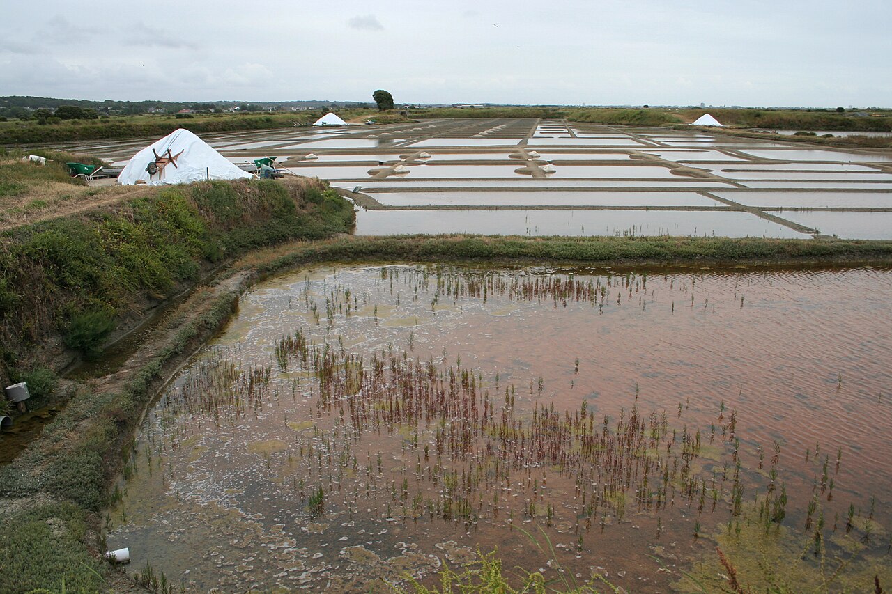 Marais salants de Guérande, mulons